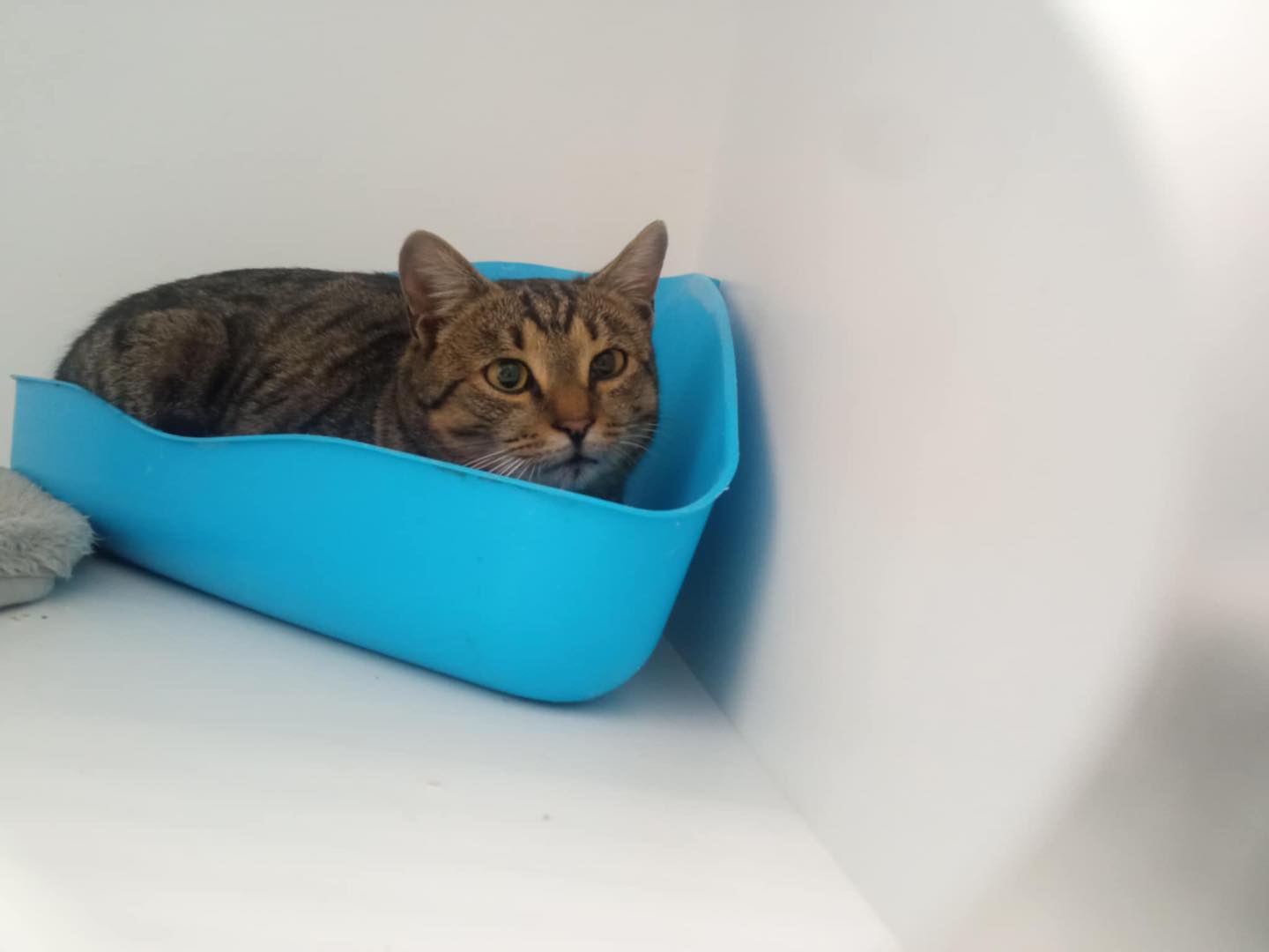 Talált macska Debrecenben