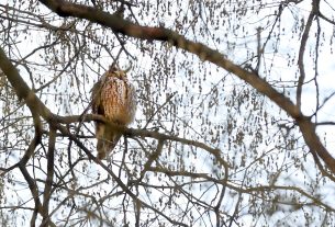 Szeged, tél, január, erdei fülesbagoly, bagoly, kolónia, Kemes utca, lakótelep, természet
